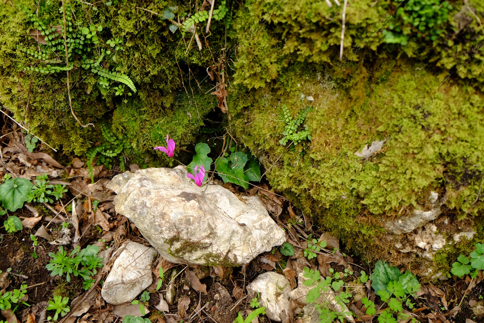 Photo of Beautiful green moss and other plants growing outdoors, top view