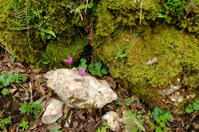 Beautiful green moss and other plants growing outdoors, top view