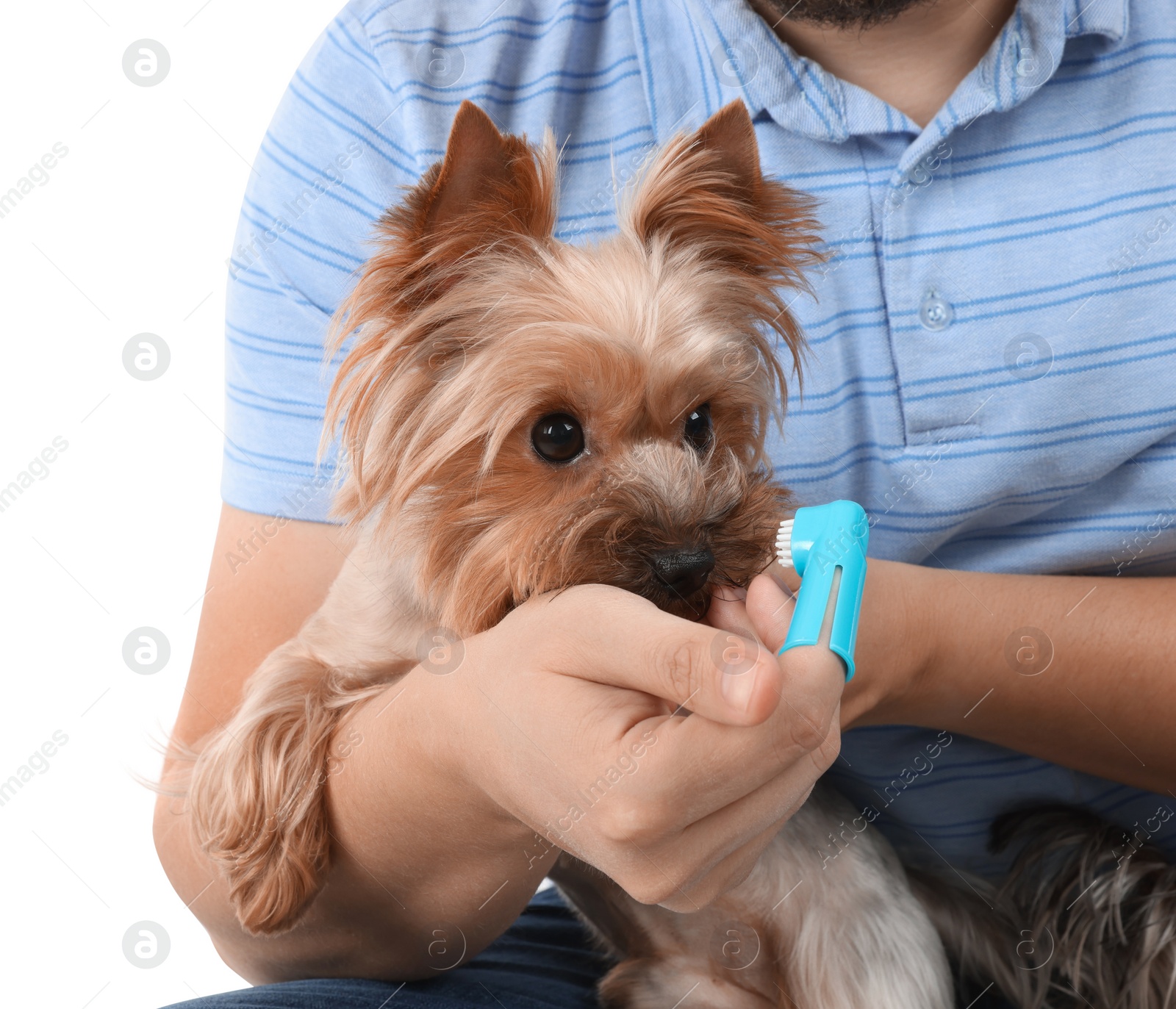 Photo of Man brushing dog's teeth on white background, closeup