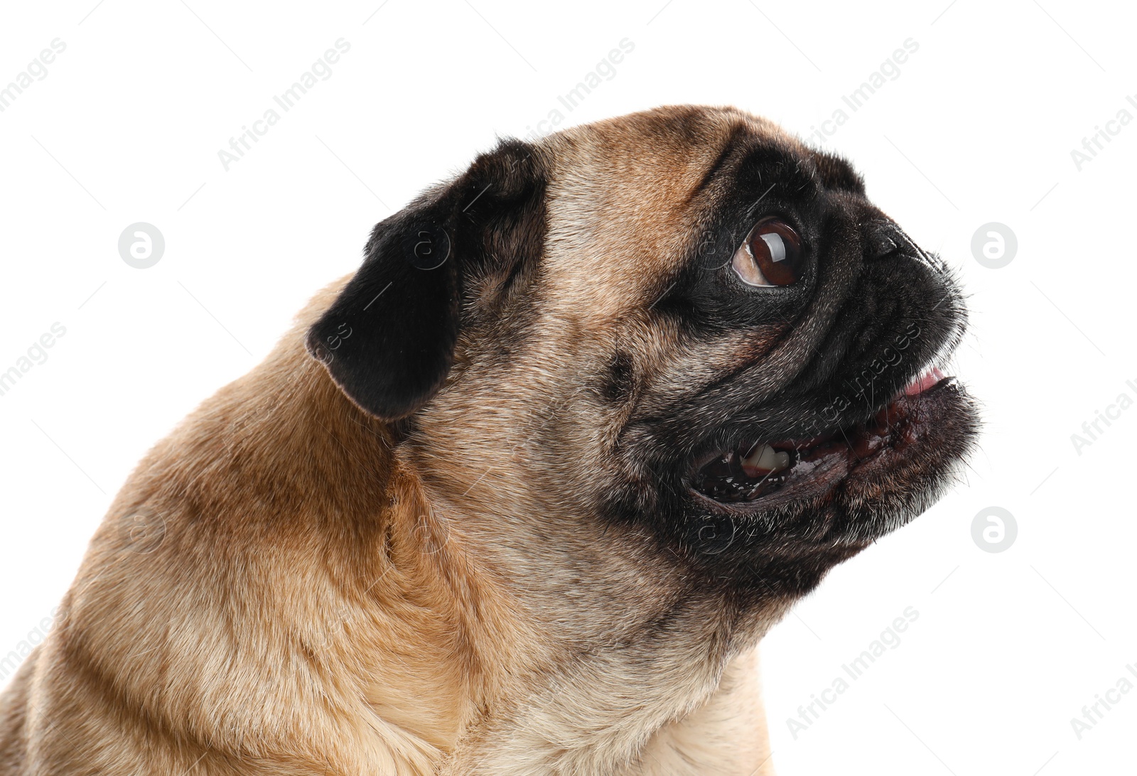 Photo of Happy cute pug dog isolated on white