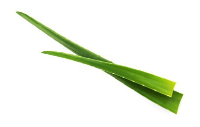 Photo of Aloe vera leaves on white background