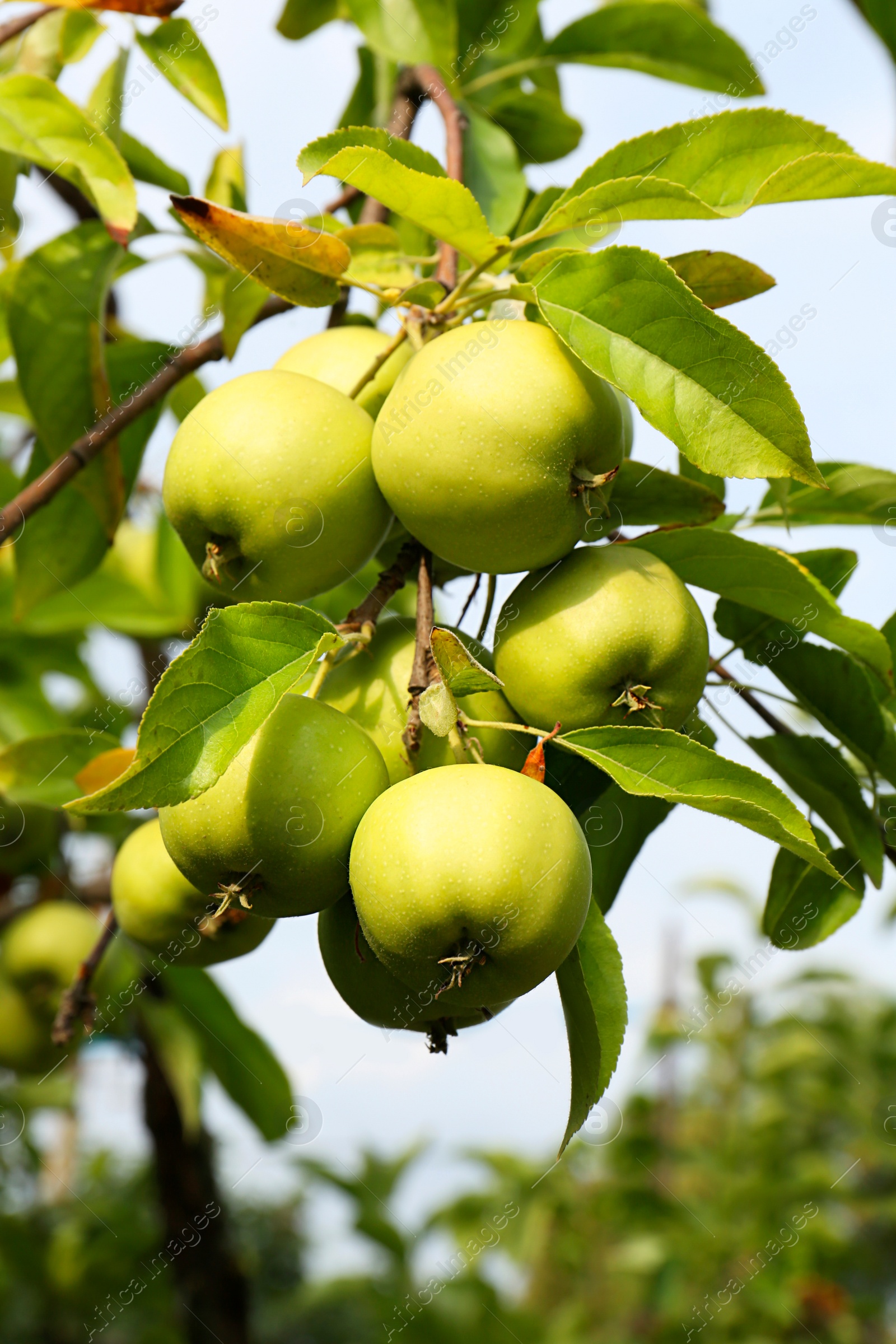 Photo of Green apples and leaves on tree branch in garden