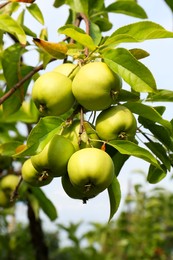 Green apples and leaves on tree branch in garden