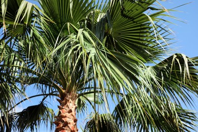 Photo of Beautiful view of palm tree outdoors on sunny summer day
