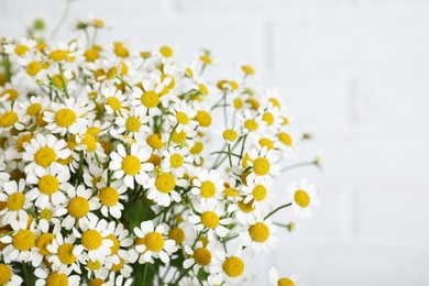Photo of Beautiful chamomile flowers on white background, closeup