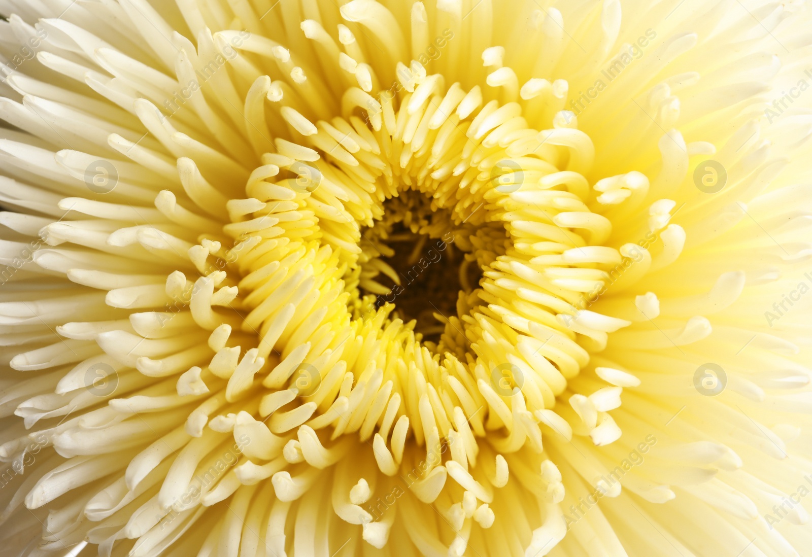 Photo of Beautiful aster flower as background, closeup view