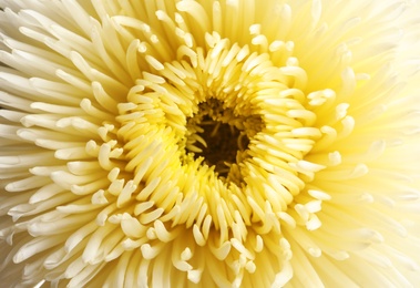 Beautiful aster flower as background, closeup view