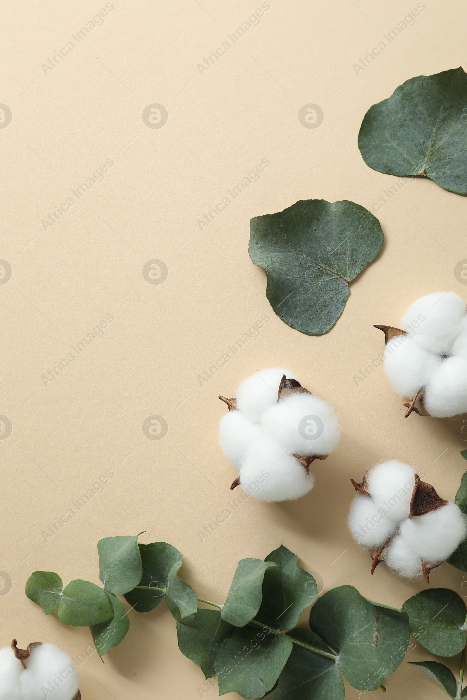 Photo of Cotton flowers and eucalyptus leaves on beige background, flat lay. Space for text