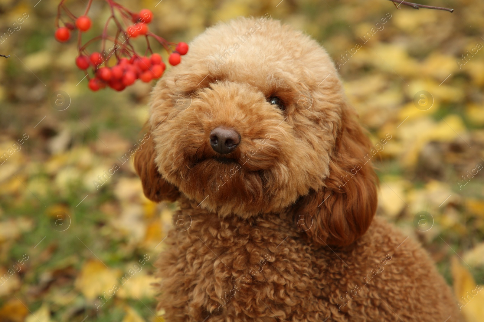 Photo of Cute fluffy dog in autumn park, closeup view