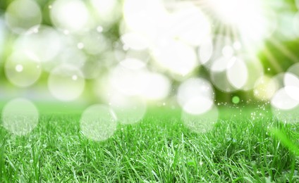 Vibrant green grass outdoors on sunny day. Banner design