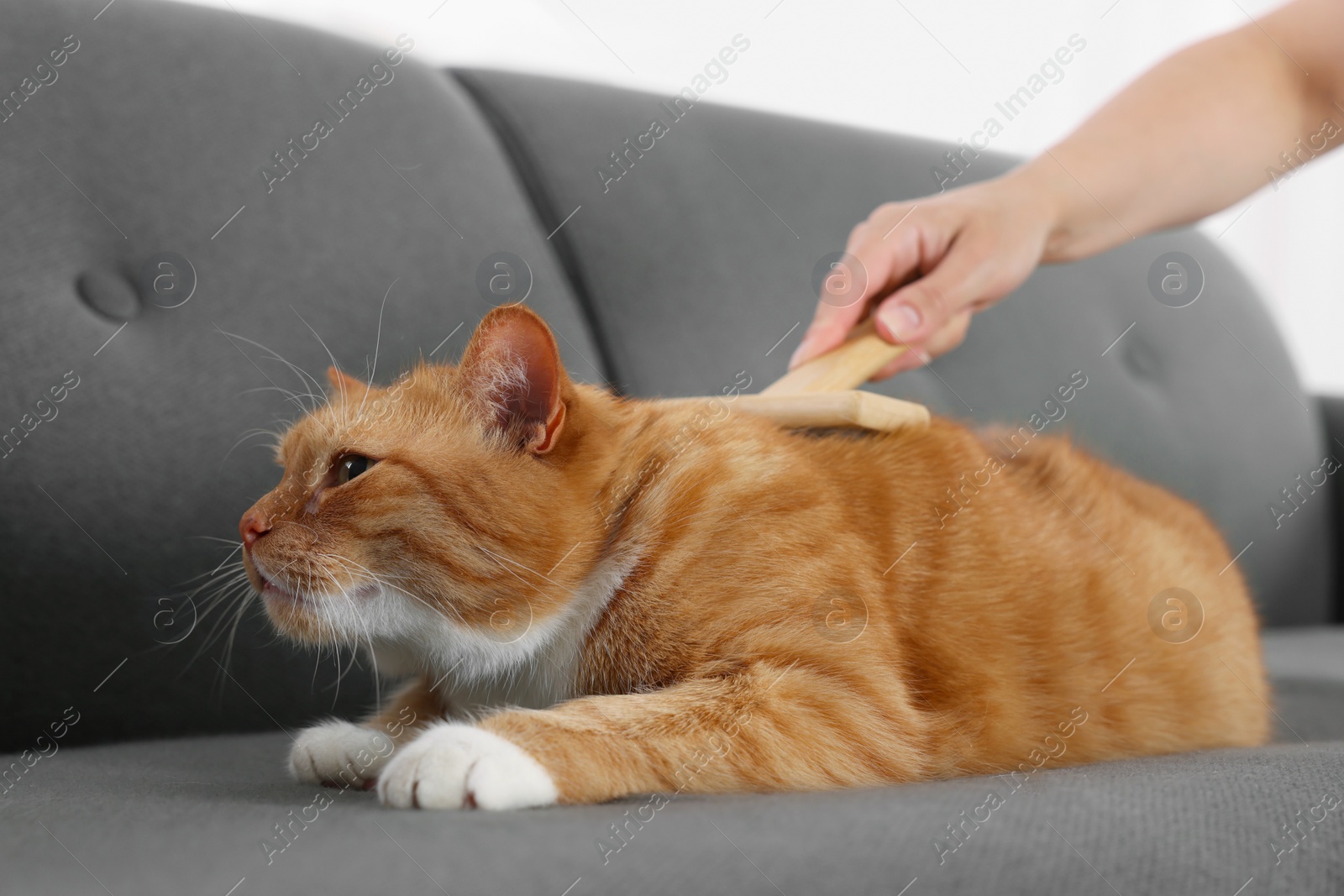 Photo of Woman brushing cute ginger cat's fur on couch indoors, closeup