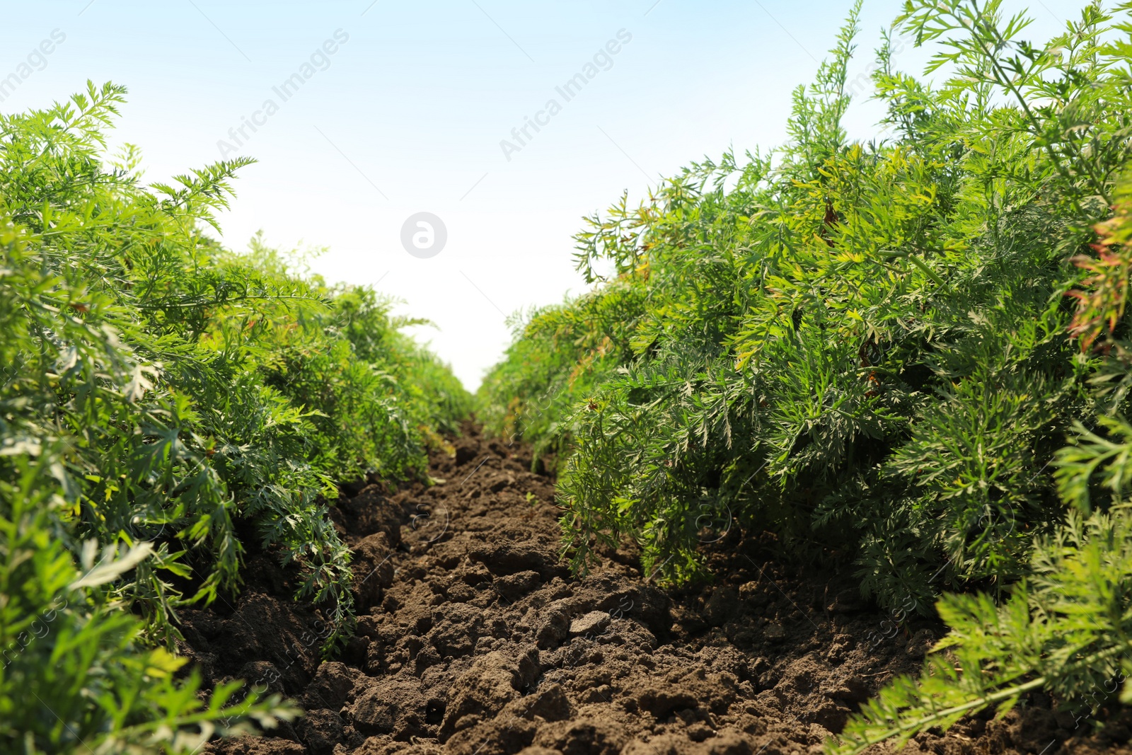 Photo of Beautiful view of carrot field on sunny day. Organic farming