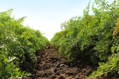 Beautiful view of carrot field on sunny day. Organic farming