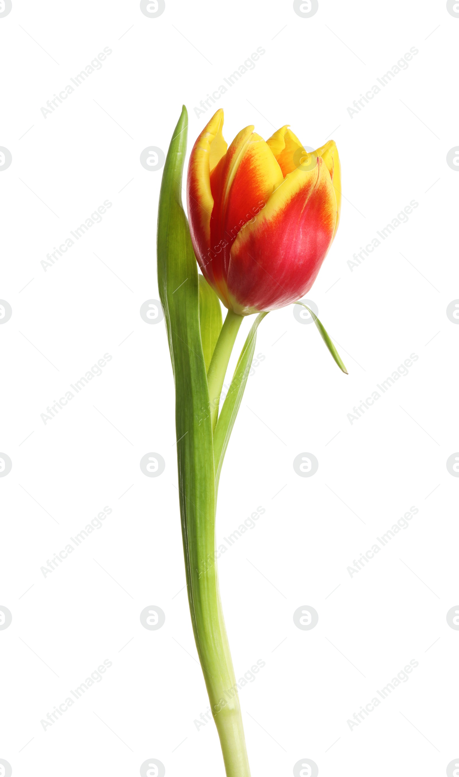 Photo of Beautiful tender spring tulip isolated on white