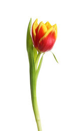 Photo of Beautiful tender spring tulip isolated on white