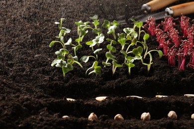 Photo of Seeds and vegetable seedlings growing under rain in fertile soil