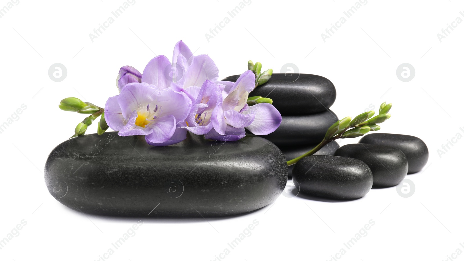 Photo of Beautiful violet freesia flowers and stones isolated on white