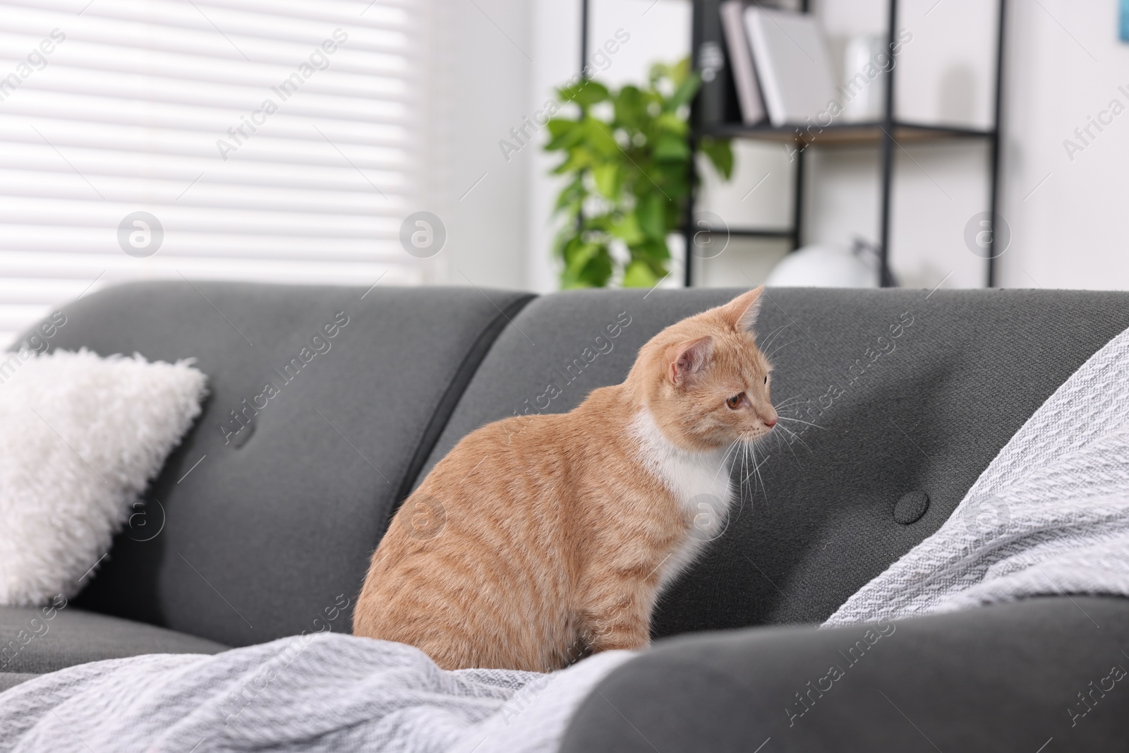 Photo of Cute ginger cat sitting on sofa at home