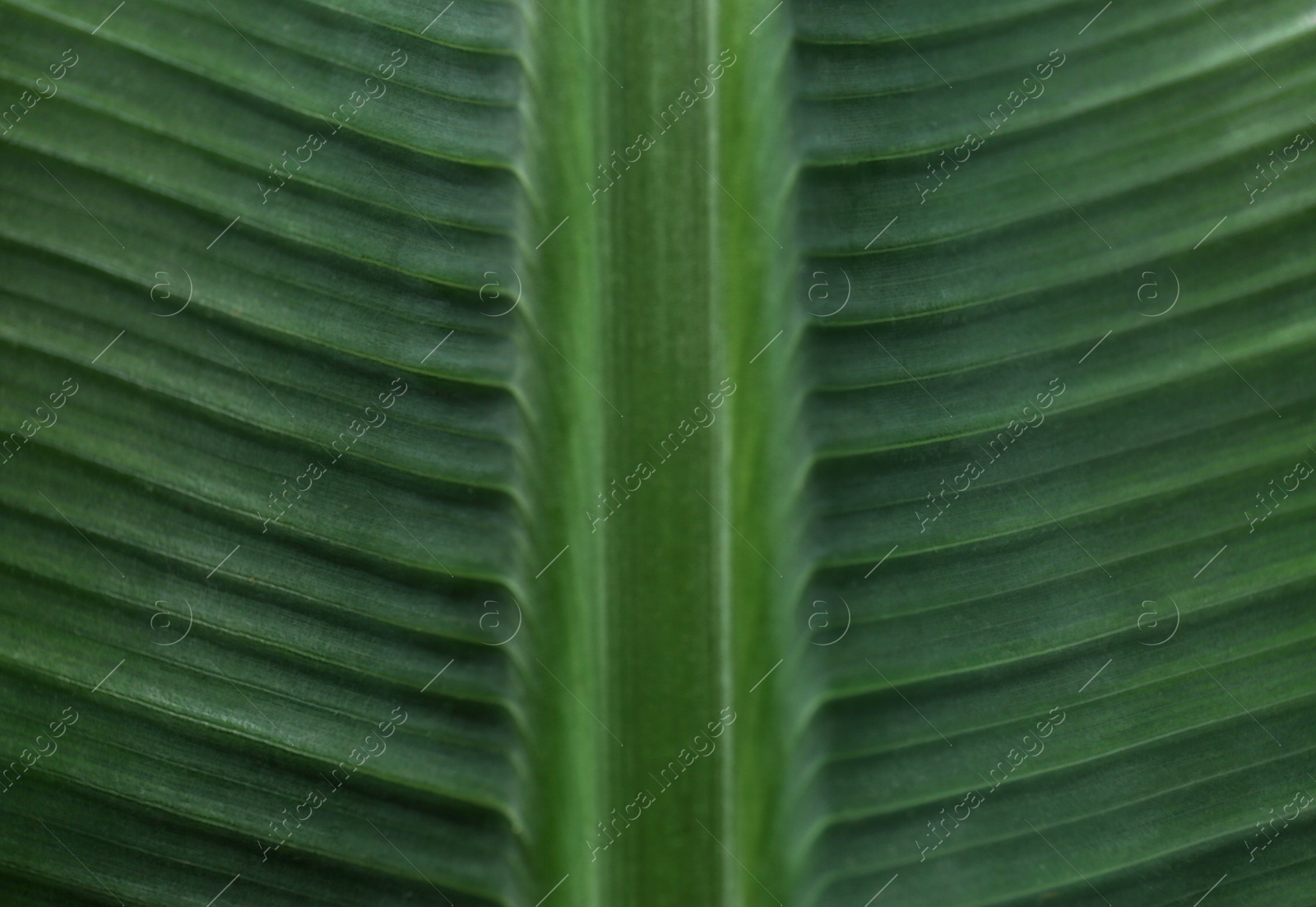 Photo of Green banana leaf as background, closeup view. Tropical foliage