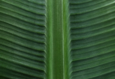 Photo of Green banana leaf as background, closeup view. Tropical foliage