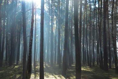 Majestic view of forest with sunbeams shining through trees in morning