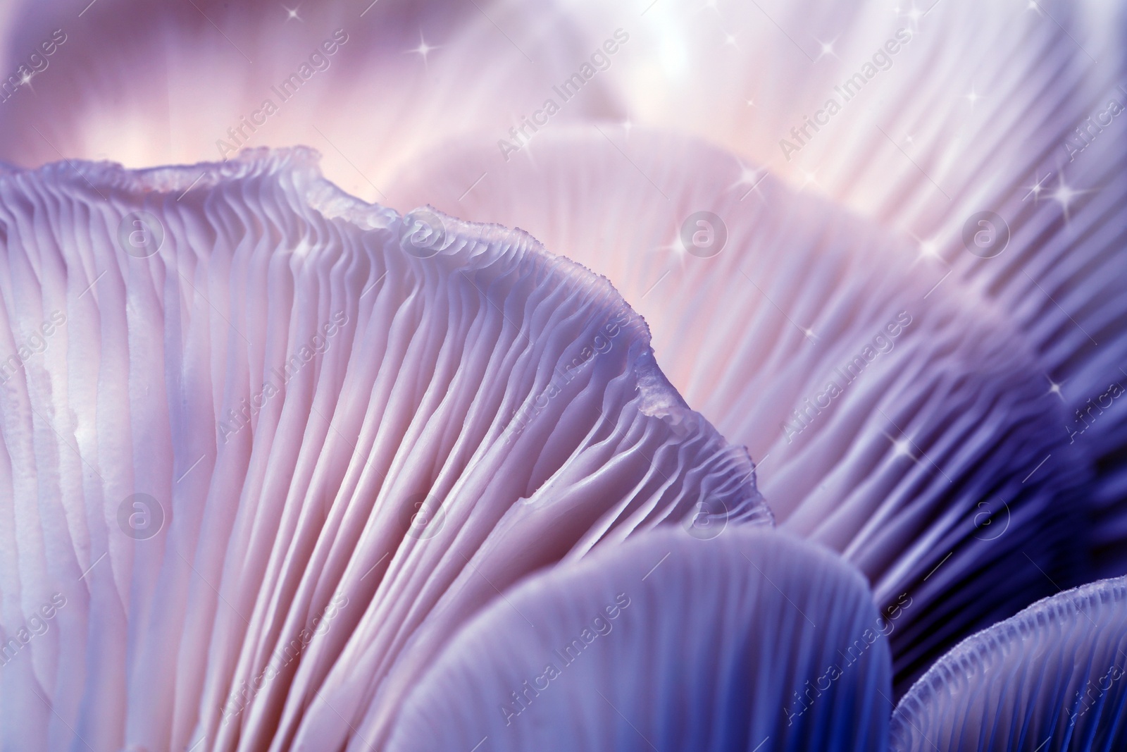 Image of Fresh psilocybin (magic) mushrooms with stars, closeup view. Color toned