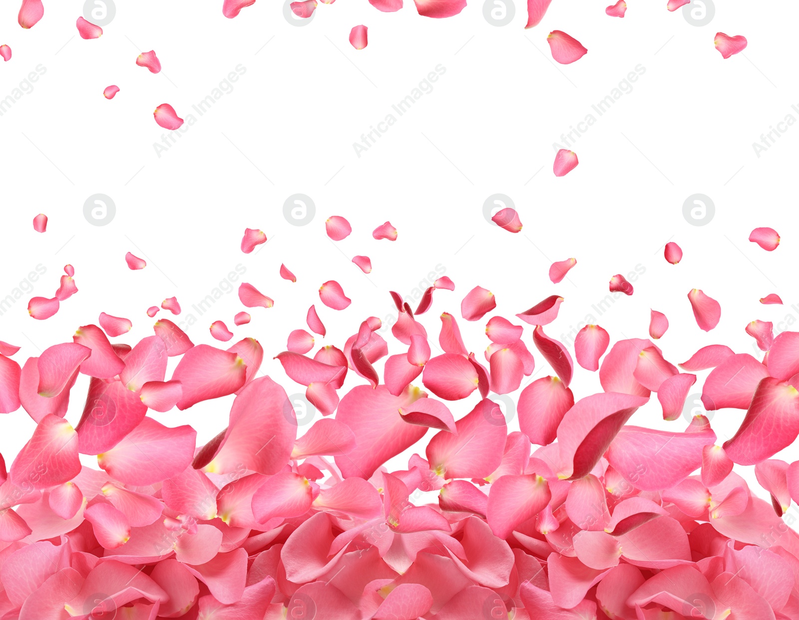 Image of Fresh pink rose petals on white background