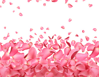 Fresh pink rose petals on white background