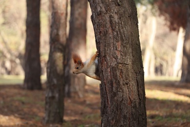 Photo of Cute red squirrel on tree in forest