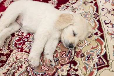 Photo of Cute little puppy sleeping on vintage carpet