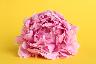 Photo of Beautiful pink peony flower on yellow background, closeup