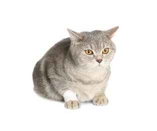Photo of Cute scottish straight cat with bandage on paw against white background