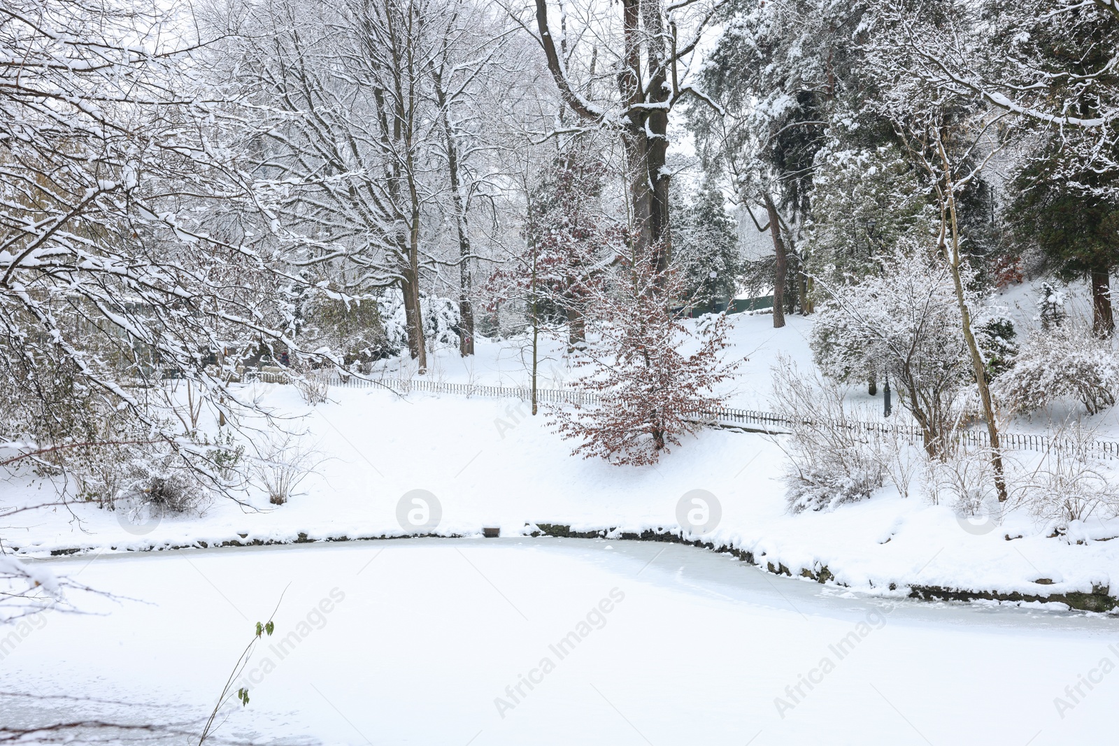 Photo of Trees covered with snow and frozen pond in winter park