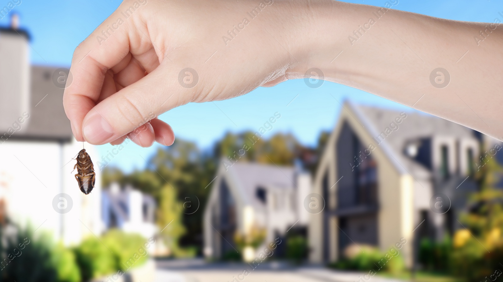 Image of Woman holding dead cockroach and blurred view of modern houses on background. Pest control