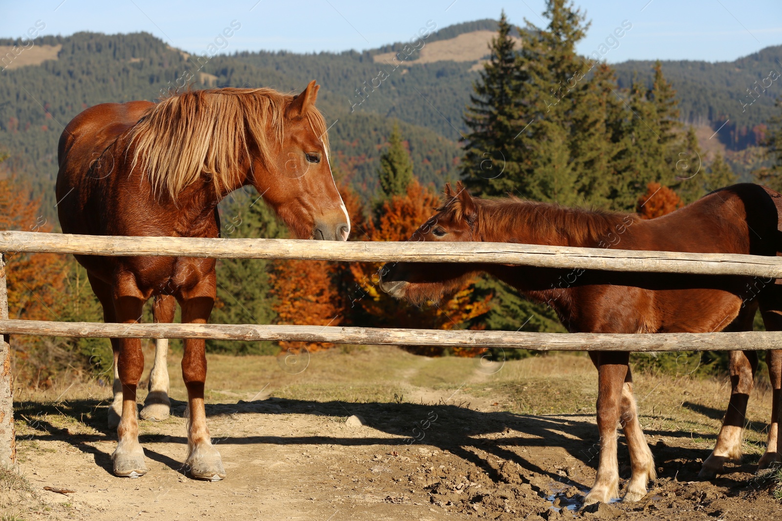 Photo of Horses near wooden paddock fence in mountains on sunny day