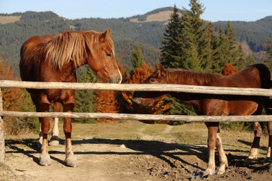 Horses near wooden paddock fence in mountains on sunny day