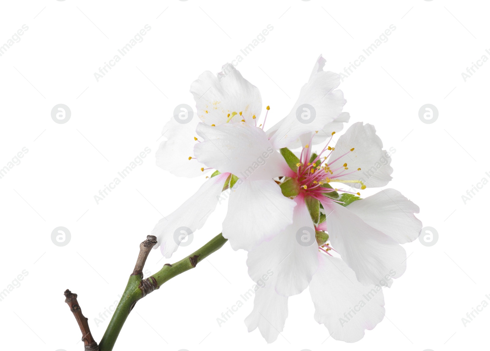 Photo of Beautiful blossoming tree branch with flowers isolated on white. Spring season