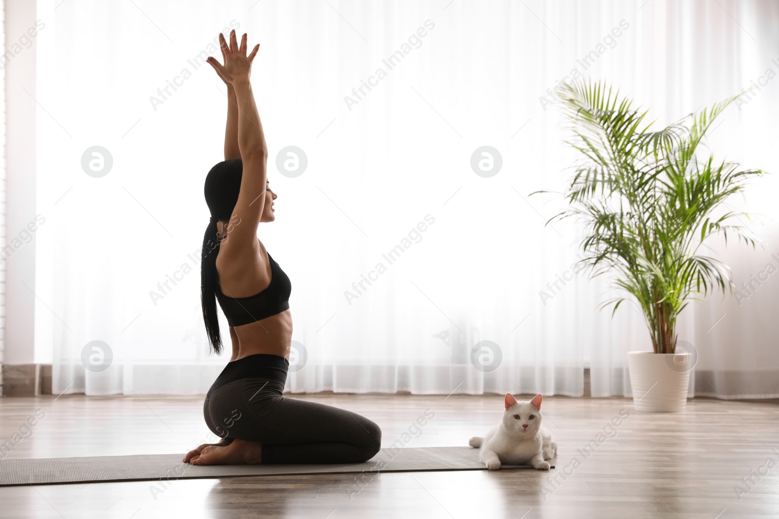 Photo of Young woman practicing thunderbolt asana with cat in yoga studio. Vajrasana pose