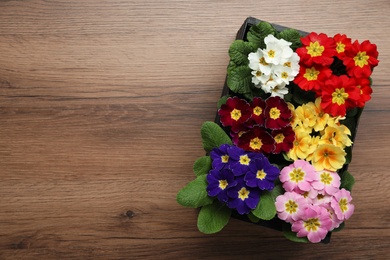 Primrose Primula Vulgaris flowers on wooden background, top view with space for text. Spring season