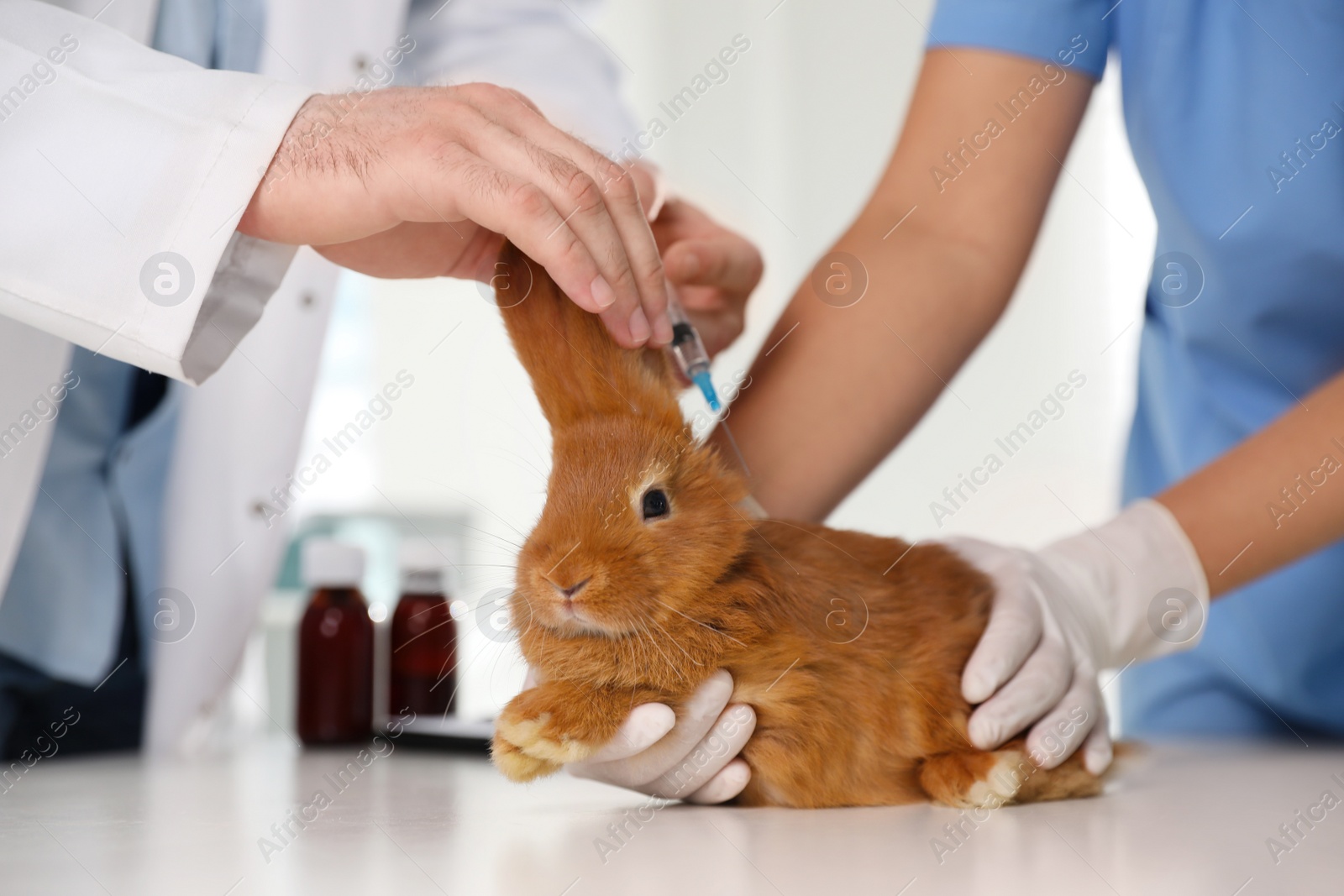 Photo of Professional veterinarians vaccinating bunny in clinic, closeup