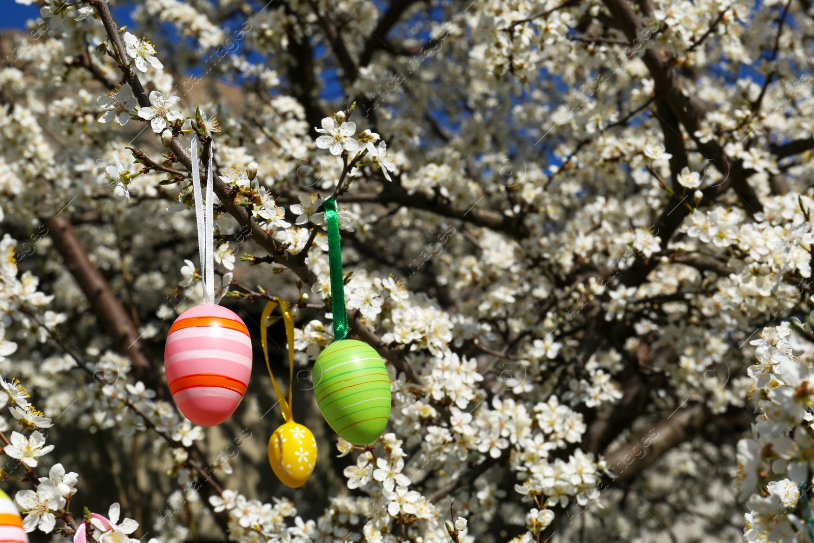 Photo of Beautifully painted Easter eggs hanging on blooming cherry tree outdoors