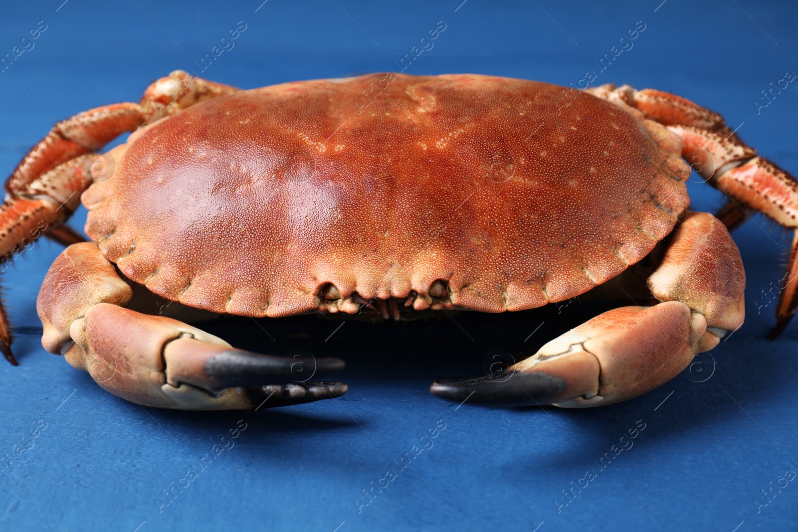 Photo of Delicious boiled crab on blue wooden table, closeup