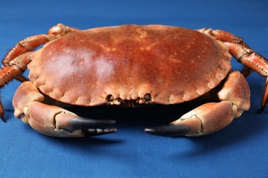 Delicious boiled crab on blue wooden table, closeup