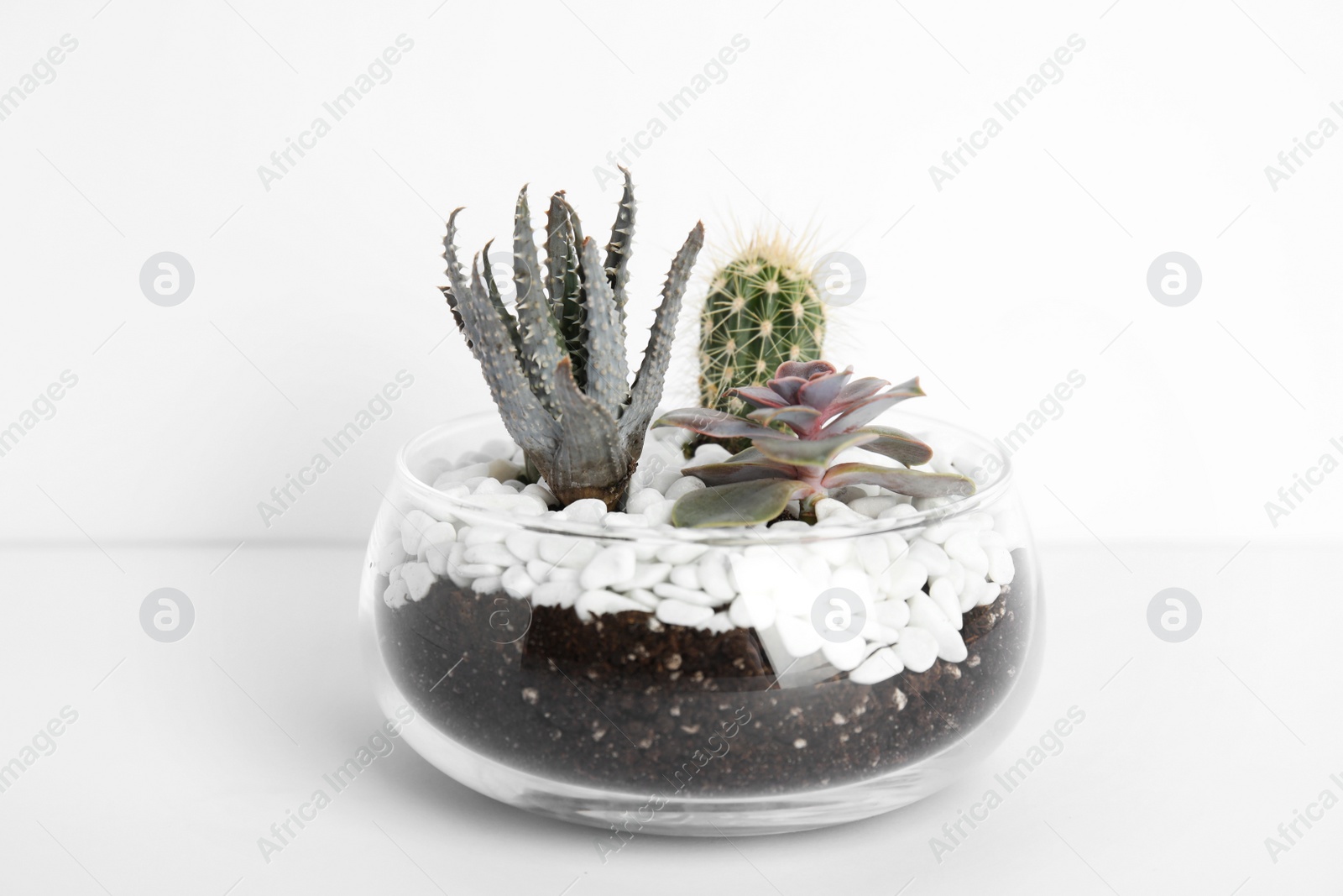 Photo of Glass florarium with different succulents on white background