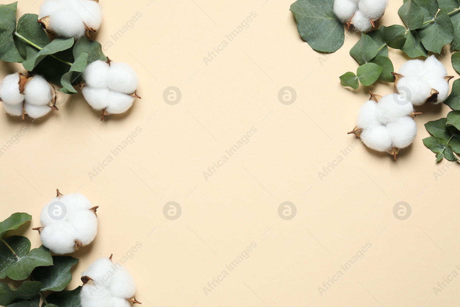 Photo of Cotton flowers and eucalyptus leaves on beige background, flat lay. Space for text