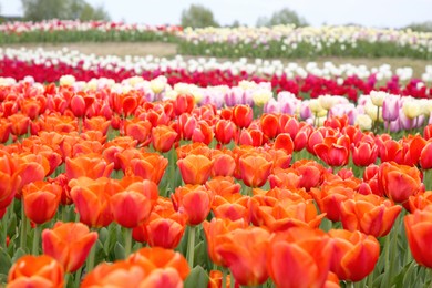 Photo of Beautiful colorful tulip flowers growing in field, selective focus