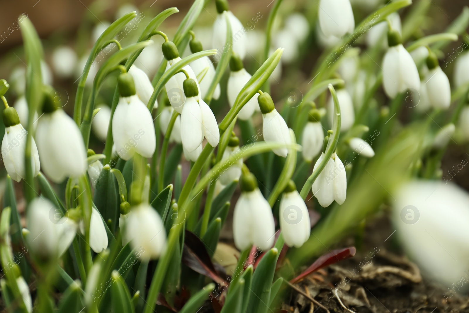 Photo of Fresh blooming snowdrop flowers growing in soil outdoors