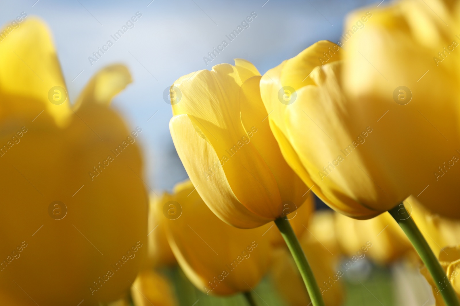 Photo of Beautiful yellow tulips growing outdoors on sunny day, closeup. Spring season