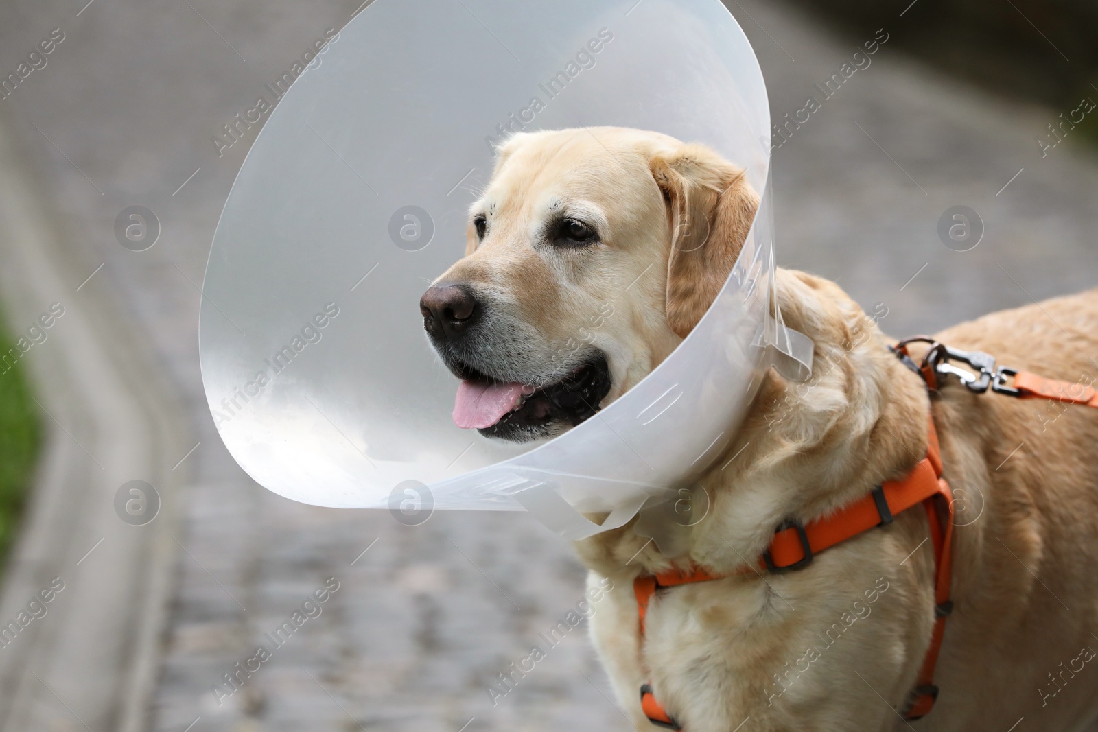 Photo of Adorable Labrador Retriever dog wearing Elizabethan collar outdoors