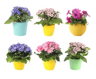 Image of Collection of beautiful flowers in pots on white background 